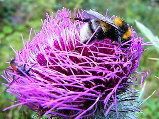 Bombus hortorum