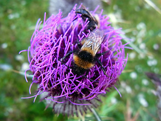 Bombus hortorum