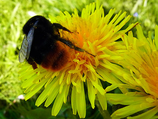 Bombus lapidarius