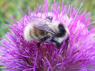 Bombus mesomelas