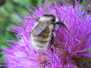 Bombus mesomelas