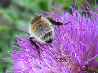 Bombus mesomelas