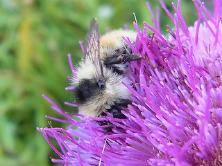 Bombus mesomelas