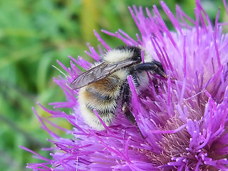 Bombus mesomelas