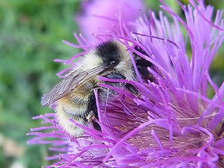 Bombus mesomelas