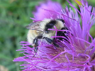 Bombus mesomelas