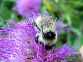 Bombus mesomelas