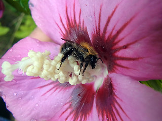 Bombus pascuorum