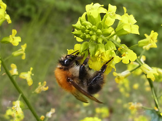 Bombus pascuorum