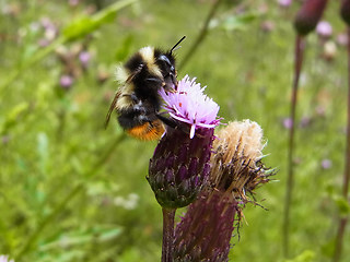 Bombus sichelii