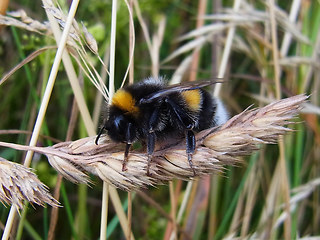 Bombus terrestris