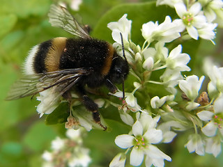 Bombus terrestris