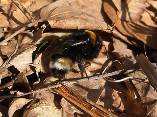 Bombus vestalis