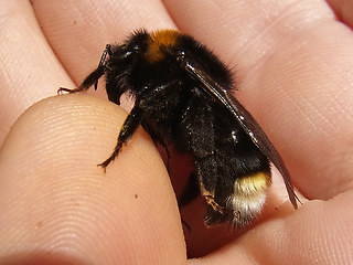 Bombus vestalis