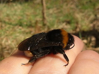 Bombus vestalis