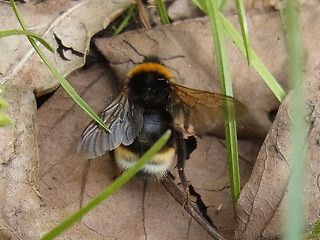 Bombus vestalis