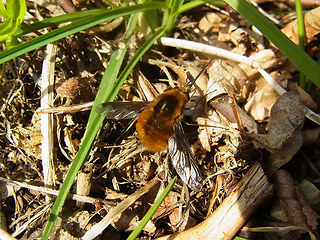 Bombylius major