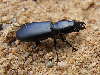 Broscus cephalotes