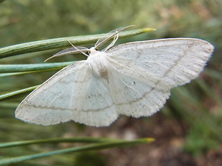 Cabera pusaria