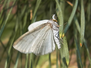 Cabera pusaria