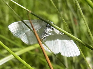 Cabera pusaria