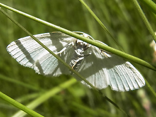 Cabera pusaria