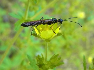 Calameuta filiformis