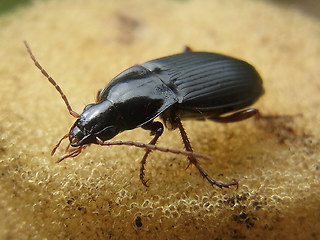 Calathus  fuscipes