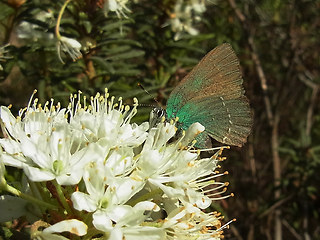 Callophrys rubi