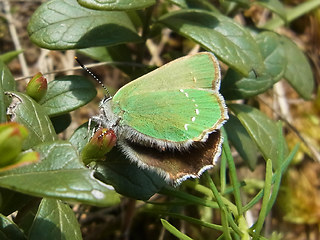 Callophrys rubi