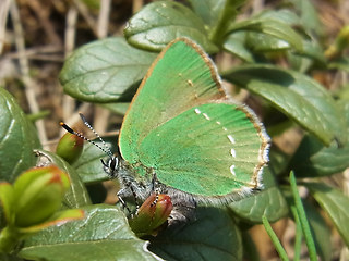 Callophrys rubi