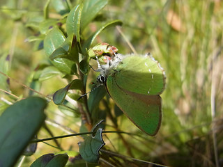 Callophrys rubi