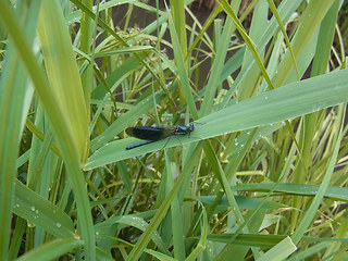 Calopteryx splendens