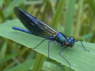 Calopteryx splendens