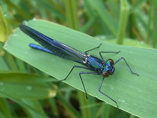 Calopteryx splendens