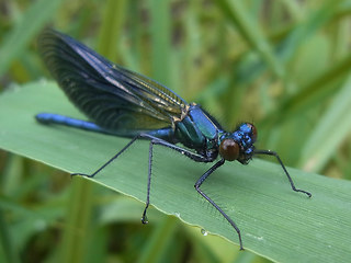 Calopteryx splendens