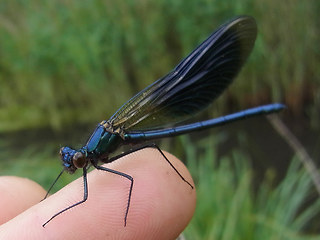 Calopteryx splendens