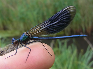 Calopteryx splendens