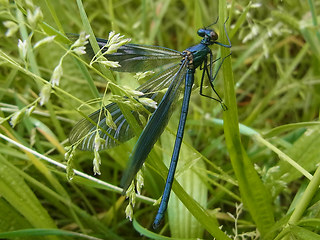 Calopteryx splendens