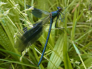 Calopteryx splendens