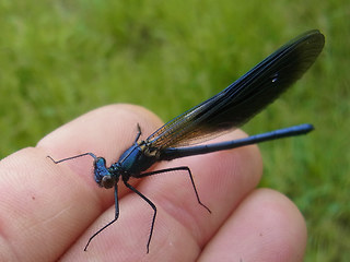 Calopteryx splendens