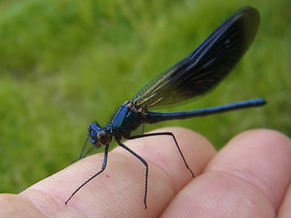 Calopteryx splendens