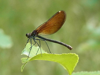 Calopteryx virgo