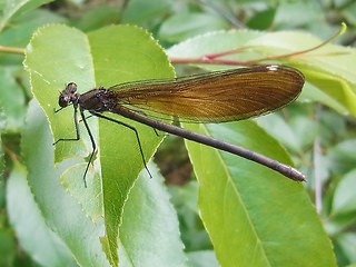 Calopteryx virgo