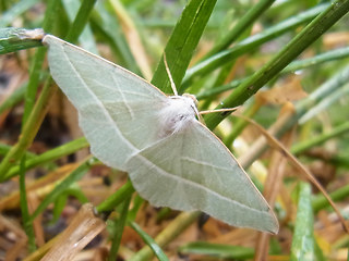 Campaea margaritaria