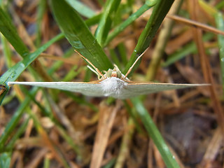 Campaea margaritaria