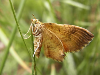 Camptogramma bilineata