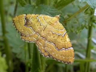 Camptogramma bilineata