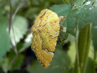 Camptogramma bilineata