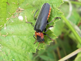 Cantharis fusca